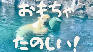 【円山動物園】新おもちゃで遊びまくるホッキョクグマ　リラ【かわいいしかない】