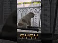 눈이 신기한 고양이 shorts cat 고양이 고양이일상 고양이영상