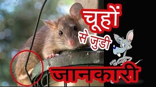 Amazing Facts about Rats, Mouse in Hindi – चूहों के बारे में गजब रोचक तथ्य – Chuhe se judi jankari