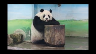 20211107 室內無食圓仔氣 不合胃口寧放棄(早餐下) Giant Panda Yuan Zai