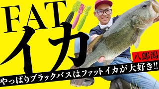 【八郎潟 バス釣り】フォローでイカ入れない人は損してるかも？怪しいところはファットイカ！！3連発(前編)