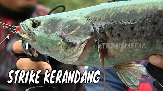 Berburu Strike Predator Penghuni Sungai Lintang Batang | MANCING MANIA STRIKE BACK (16/11/24) Part 2