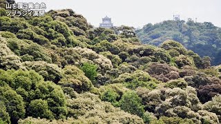 金華山を覆う黄金色　岐阜市でツブラジイ満開