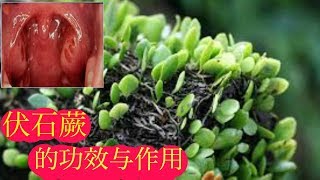 (伏石蕨)  99% 的人不知道它有这种功效的植物。Sisik Naga. Lemmaphullum microphullum