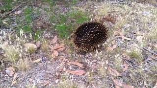 Friendly Echidna.mp4