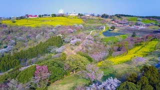 [ 4K Ultra HD ] マザー牧場 春の絶景 Great view at Mother Farm in Spring