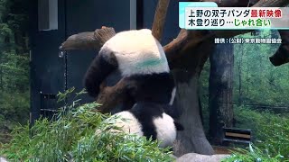 【地域・台東区】双子パンダ 木登りでじゃれ合う