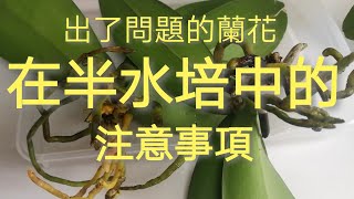 蘭花爛根，處理後在半水培中的注意事項25/4/2020