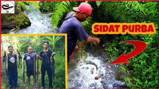 PANEN SIDAT PURBA ( KUNING )  SIDAT YG PALING MAHAL || tajur sidat/ eel fishing