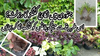 Permanent Hardy Plants Grow From Cutting In Winter/grow plants by cutting‎@iloveplants23 