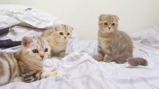 고양이와 두더지 잡기놀이 kittens vs blanket monster [SURI\u0026NOEL]