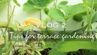 Urban Gardening || Starting a Terrace Vegetable Garden