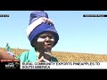 eastern cape rural community exports pineapples to south america