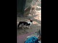 manichithrathazhu nagavalli short dog and cat funny vedio 🤣🔥