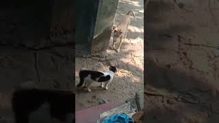 manichithrathazhu nagavalli short dog and cat funny vedio 🤣🔥