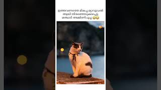 ആ ലാസ്റ്റ് പറഞ്ഞത് എന്നപ്പറ്റിയാണെട്ടോ 😝😝.. നിങ്ങൾക്കും തോന്നിയോ 😂 #kerala #funny #cat #pets