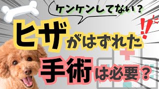 【ケンケン、スキップしてない？】ひざのお皿、パテラの脱臼、膝蓋骨内方脱臼って何？　痛みは？　手術した方が良いって言われたけどホント！？【獣医師・愛玩動物看護師・ペット・犬・動物病院】