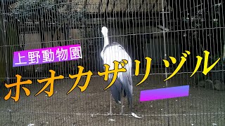 ホカカザリヅル　上野動物園