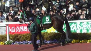 2011/03/05 阪神11Rチューリップ賞 パドック 3着メデタシ