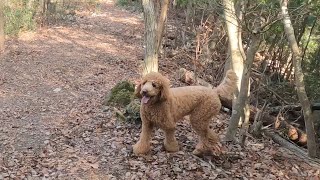 山奥で野性化するスタンダードプードル🐩