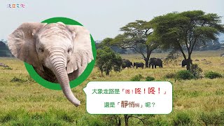 動物敲敲門 第2期-動物小劇場-大象走路靜悄悄