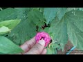 flowers garden update video ದಾಸವಾಳ ಗಿಡದ ತುಂಬಾ ಹೂವುಗಳು ತುಂಡಾದ ಒಣಗಿದ ಗುಲಾಬಿ ಗಿಡಗಳು plants hibiscus