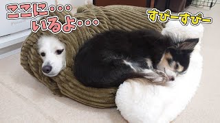 ここに･･･いるよ･･･　🐶ひみつきちなう！#2🐶  (チワックス チワワ トイプードル マルプー マルチワ ミックス犬) 2020年11月18日