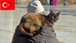 The Man and a Cat: Heartwarming 4K Moments in Istanbul