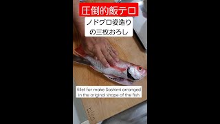 ノドグロ姿造りのための三枚おろし fillet blackthroat seaperch for make sashimi #魚 #三枚おろし #fillet #fish #shorts