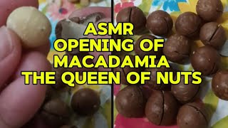 ASMR OPENING OF MACADAMIA NUTS