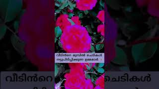 വീടിനു മുന്നിൽ പൂന്തോട്ടം ഒരുക്കുന്ന ഉമ്മമാർക്കറിയാൻ അവർ ചെയ്യുന്നത്...🥰😍🤲