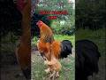 Top10 roosters of fancy chicken breeds crowing in a battle #backyardchickens #raisingchickens #farm