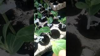 Kalemljenje lubenice. Uzgoj rasade. Grafting watermelon. Growing watermelon seedlings