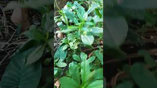 സാമ്പാർ ചീര | സിലോൺ ചീര| Medicinal plant for Cancer, BP, Anti Sugar and many diceasess' Spinach |