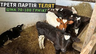 Купив третю партію телят! ПОЧИНАЮ ГОДУВАТИ ЇХ ПО НОВОМУ. Як відпоювати телят коли у вас немає корови