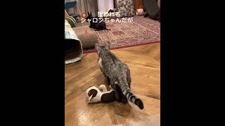 忍び寄る猫🐈‍⬛狙われる犬🐕‍🦺#고양이#ベンガル #サバンナキャット#いぬ  #ねこ #ショート #catvideos #servalcats #savannah #犬と猫#猫動画 #犬動画