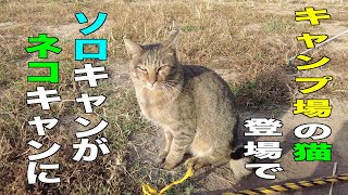 キャンプ場の猫に気に入られた？ソロキャンがネコキャンに！