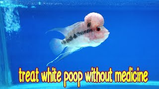 Natural way, treat flowerhorn white poop without medicine