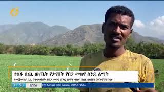 ተስፋ ሰጪ ውጤት የታየበት የከሚሴ የበጋ መስኖ ስንዴ ልማት