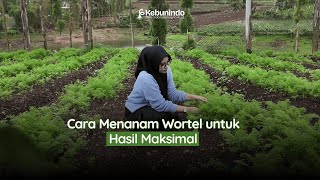 Cara Menanam Wortel untuk Hasil Maksimal 🥕