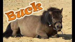 Buck # 610 ♥ Ponyparkcity - valk/wildkleur Shetland pony !!