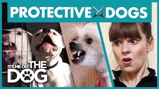 The Most Overprotective Dogs | Best of It's Me or the Dog