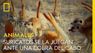 Estos suricatos se la juegan ante el ataque de una cobra del cabo | NATIONAL GEOGRAPHIC ESPAÑA