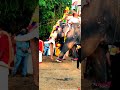 പല്ലാട്ടു ബ്രഹ്മദത്തൻ❤🐘 ആന പ്രേമി പാൽക്കര ഭഗവതി ക്ഷേത്രം 2021 pallattubrahmadathanpala പല്ലാട്ട്❤❤