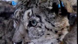 (5/6) Snow Leopard of Pakistan - Beyond the Myth