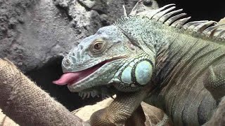 グリーンイグアナのヘッドバンキング （上野動物園）Green Iguana Headbanging