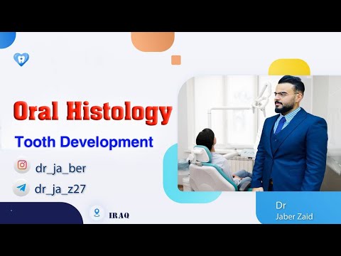 Oral Histology _ ( Tooth Development Bud &cap Stage ) - YouTube