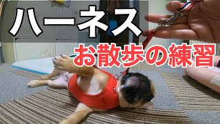 ２４話 初めてハーネス付けて散歩の練習したらまさかの出来事が…フレンチブルドッグI put on a harness for the first time and practiced a walk.