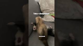 Tsuki elle sait plus comment elle s’appelle 😂🫶🏻 #furet #furets #ferret #ferrets #funnyvideos