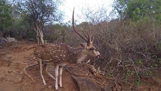 🔵 Horny Meaning Horny Explained English Vocabulary CAE CPE IELTS
